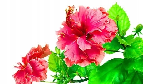 00df2f490339a471745b83ba5d9099d7